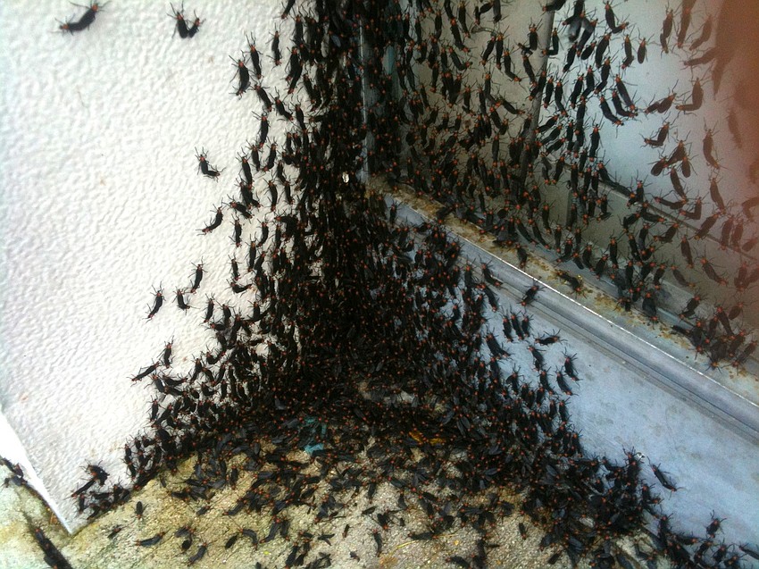 Love bugs find a cozy corner on Main Street, between Orange and Lemon avenues.