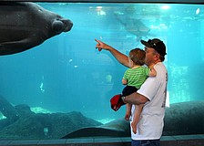 Lynn Fletcher and his grandson, Max, enjoy watching Hugh and Buffett swim around Tuesday, May 3 at Mote Marine.