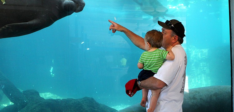 Lynn Fletcher and his grandson, Max, enjoy watching Hugh and Buffett swim around Tuesday, May 3 at Mote Marine.