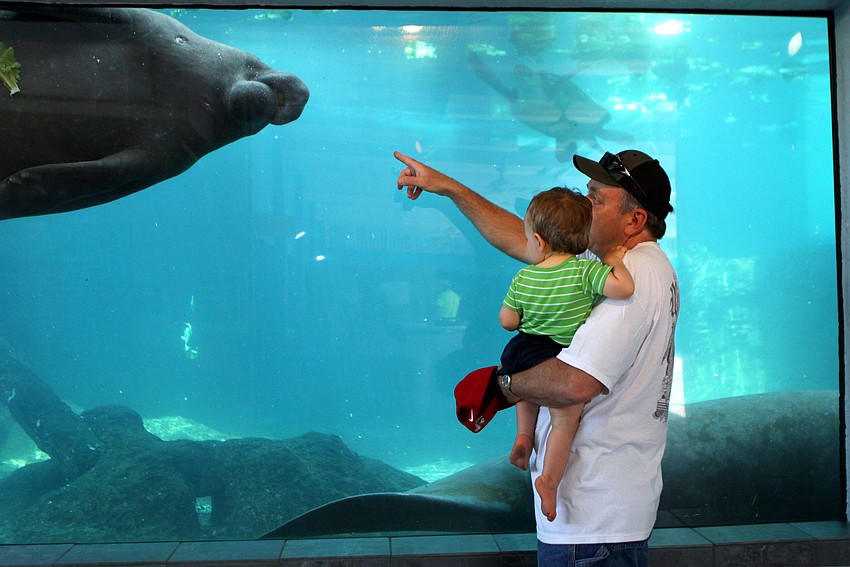 Lynn Fletcher and his grandson, Max, enjoy watching Hugh and Buffett swim around Tuesday, May 3 at Mote Marine.