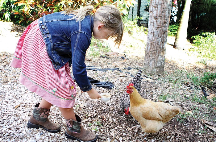 Abigail Swindell, 7, feeds Gertrude and Margilow Monday, May 2 at her home in Sarasota.