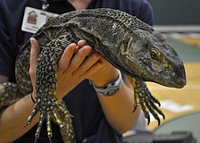 Draco is a monitor lizard that lives at the Lowry Park Zoo, in Tampa.
