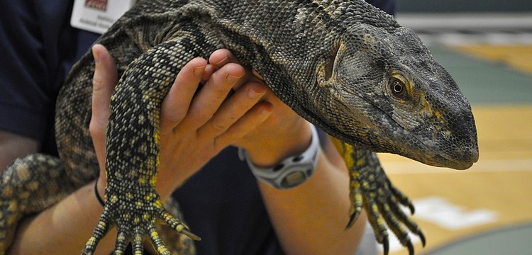 Draco is a monitor lizard that lives at the Lowry Park Zoo, in Tampa.