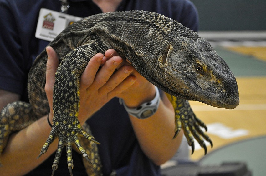 Draco is a monitor lizard that lives at the Lowry Park Zoo, in Tampa.
