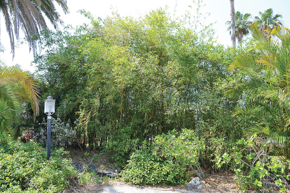 A Longboat Key resident is questioning whether the 20-foot-tall bamboo on the side of his house is a grass or a hedge.