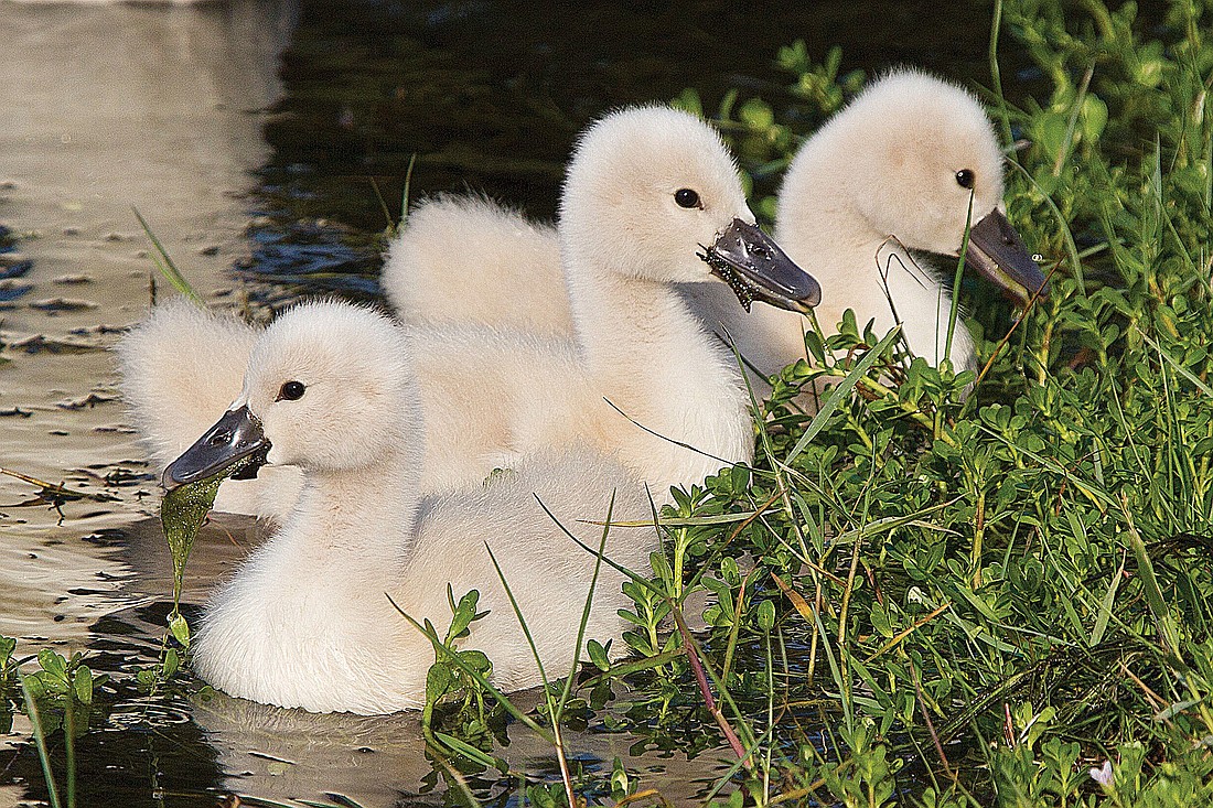 The cygnets stick together during feeding time Saturday, at the Harbour Links pond.