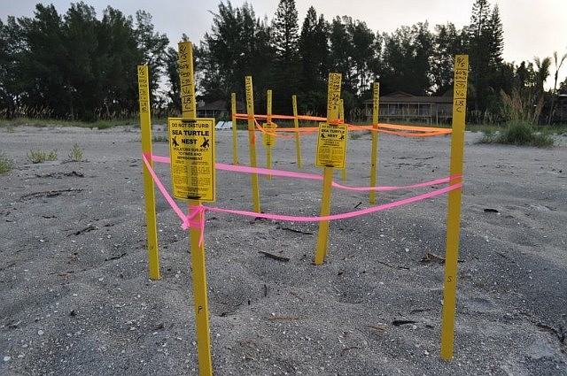 Scientists and volunteers stake out turtle nests for documentation and protection.