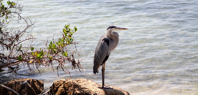 A great blue heron perches on a rock along the shoreline of Sarasota Bay Tuesday, May 24, near the New Pass Grill and Bait Shop.