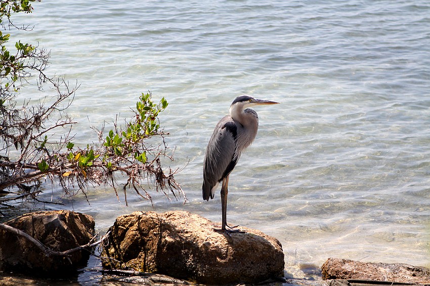 A great blue heron perches on a rock along the shoreline of Sarasota Bay Tuesday, May 24, near the New Pass Grill and Bait Shop.