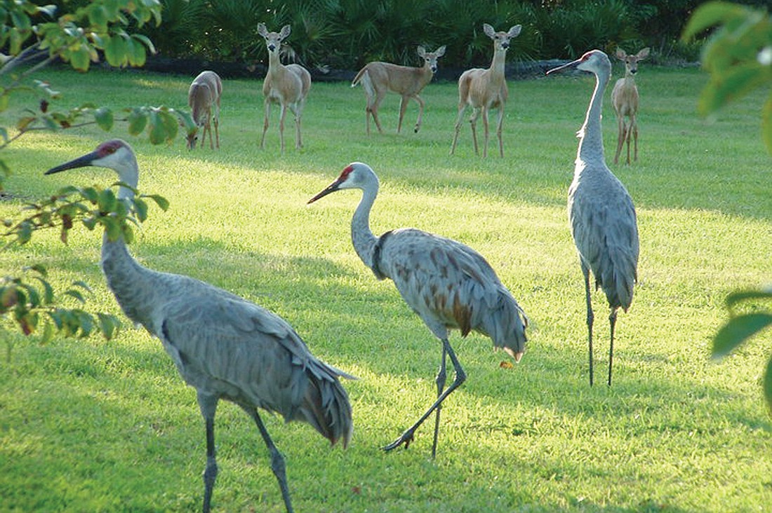 Mill Creek resident Leigh Hollins snapped a shot of five deer and three sandhill cranes that visited her yard.