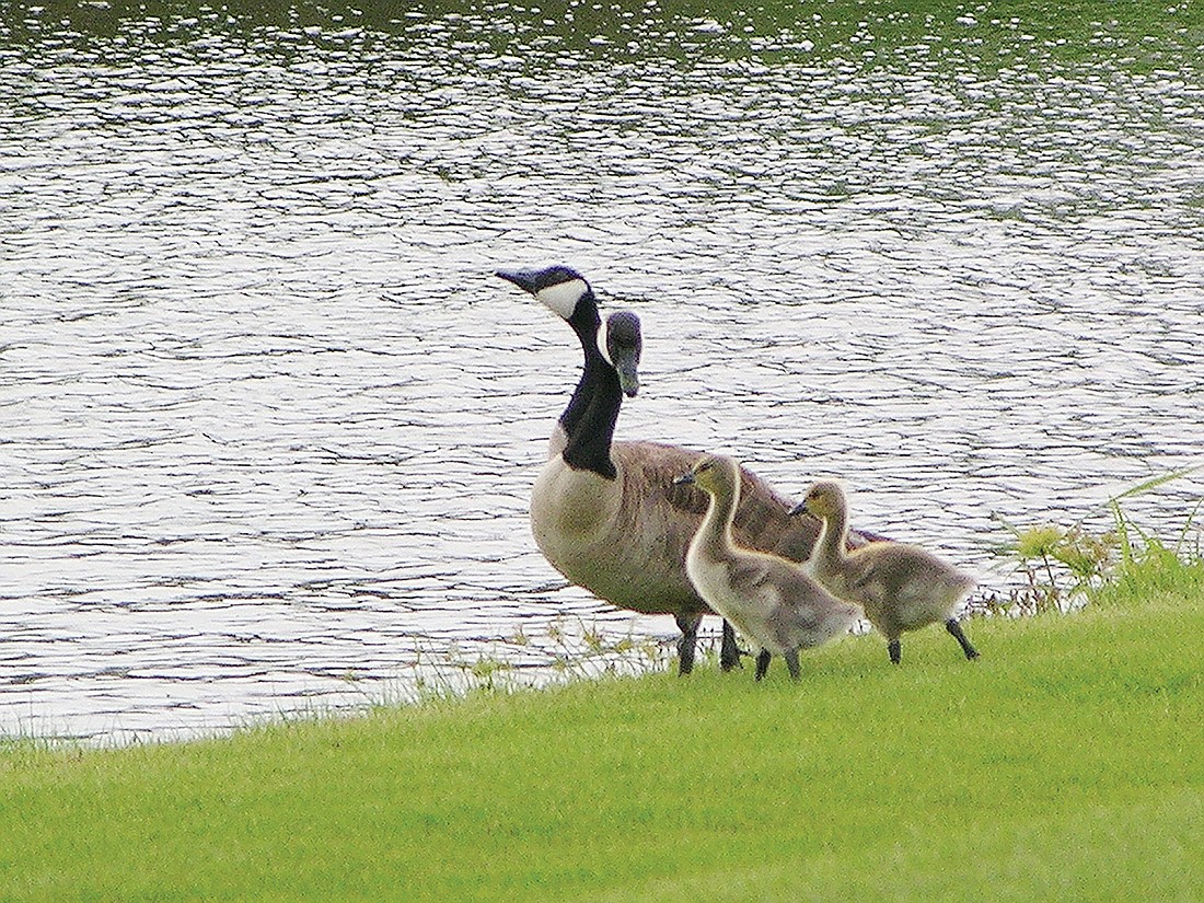 Key resident Matt Callihan snapped these photos of the birds that we'll assume are Mother and Father Goose, along with their goslings, at Hole No. 5 on the Blue Course.