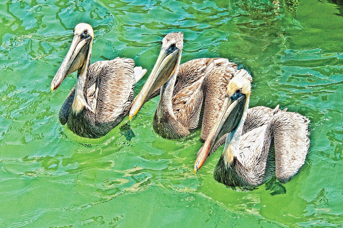 Longboat Key photographer Mary Lou Johnson snapped this beak-iful picture: a trio of pelicans enjoying a day on the water.