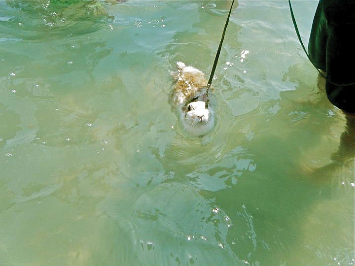 This beach bunny was spotted swimming at the sand spit near Jewfish Key.