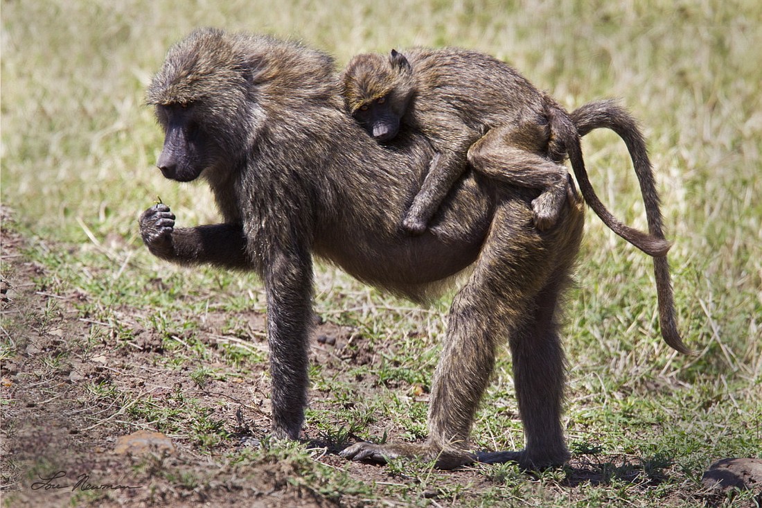 This photograph features olive baboons and is one of approximately 50 images in Dr. Lou Newman's latest show. (Courtesy of Dr. Lou Newman)