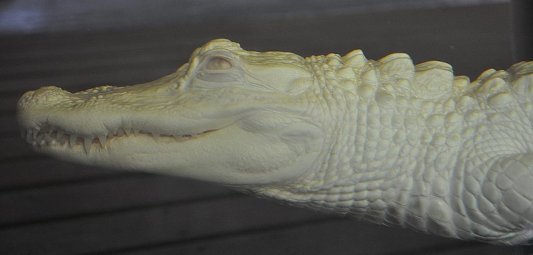 Pearl, a 4-year-old all-white alligator with pink eyes, will live at Smugglers Cove for the next year.