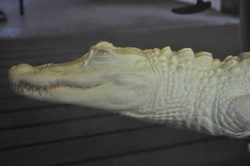 Pearl, a 4-year-old all-white alligator with pink eyes, will live at Smugglers Cove for the next year.