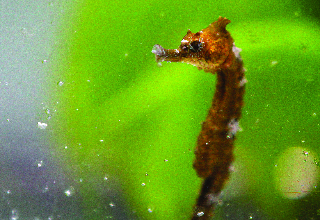 Mote Marine Laboratory