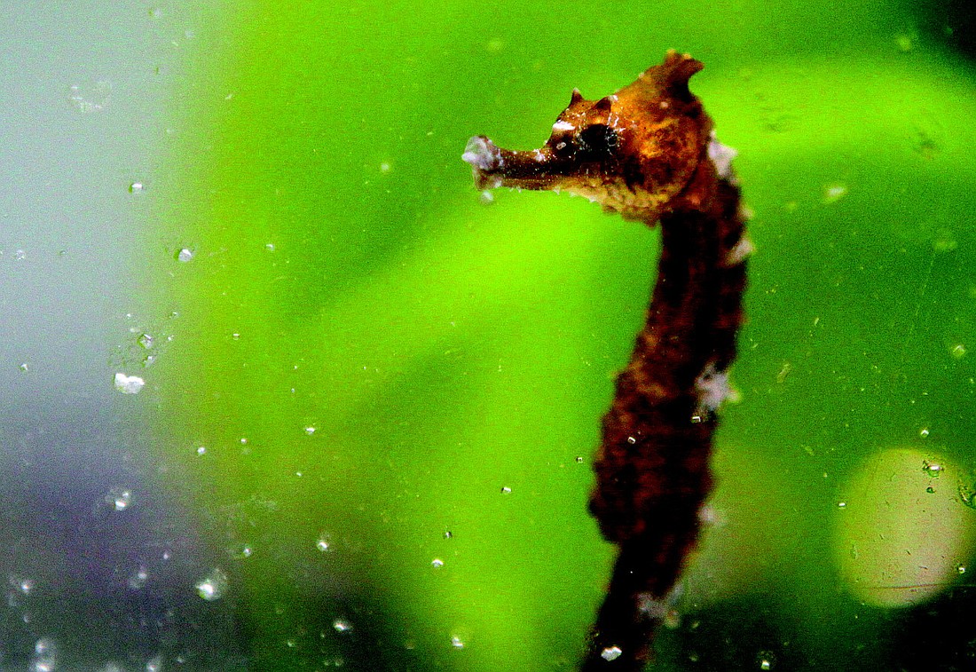 The Sea Horse Conservation Laboratory is one of the many attractions at Mote Marine Aquarium.