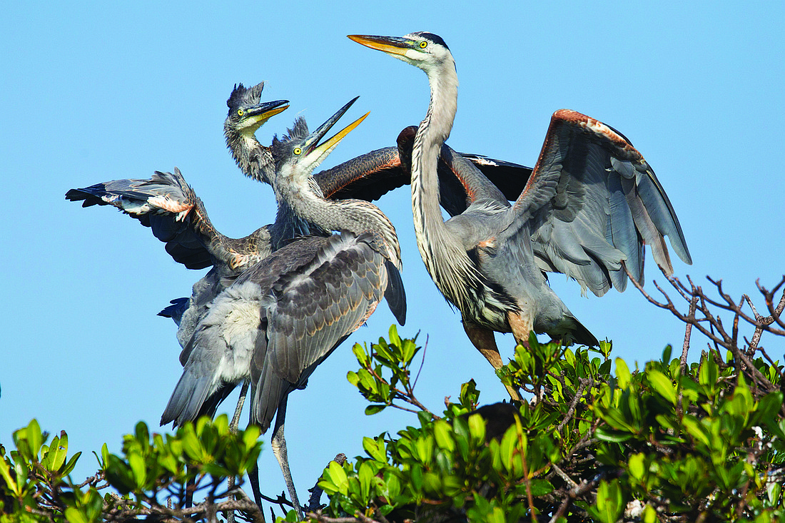 Two great blue heron chicks beg to be fed.