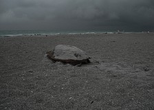 The loggerhead turtle headed back toward the Gulf around 7 a.m. after finishing her nest near the Sea Oats condominium.
