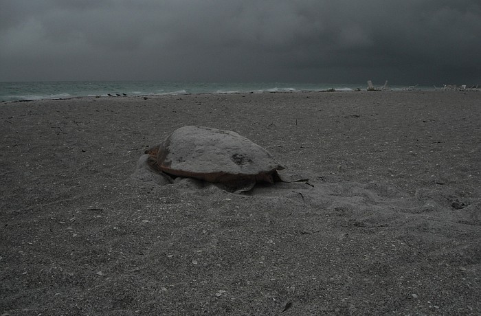 The loggerhead turtle headed back toward the Gulf around 7 a.m. after finishing her nest near the Sea Oats condominium.