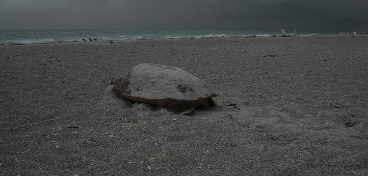 The loggerhead turtle headed back toward the Gulf around 7 a.m. after finishing her nest near the Sea Oats condominium.