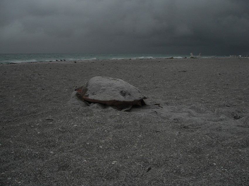 The loggerhead turtle headed back toward the Gulf around 7 a.m. after finishing her nest near the Sea Oats condominium.