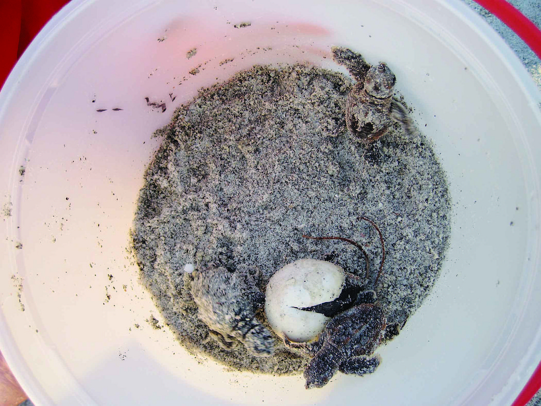 A hatchling emerges from its shell in a nest recently laid on LongboatÃ¢â‚¬â„¢s beach.