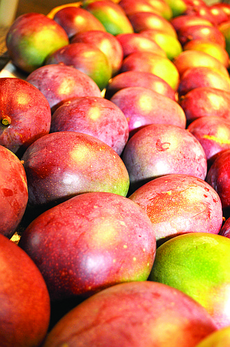 Mangoes are prolific. A small portion of the harvest from the other half of the tree is shown here.