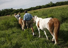 The horses enjoy down time in a lush pasture when they are not helping children learn to ride.