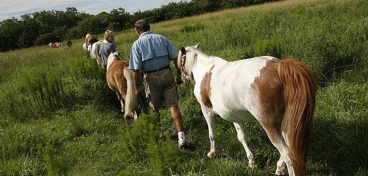 The horses enjoy down time in a lush pasture when they are not helping children learn to ride.