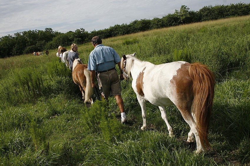 The horses enjoy down time in a lush pasture when they are not helping children learn to ride.