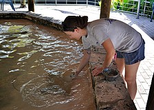 Corrie Williams, 21, feeds the stingrays bait fish Tuesday, July 12 at Mote. Williams recently graduated from Santa Fe College in Gainesville, FL with a degree in zoo science and will be an intern at Mote for 6 months.