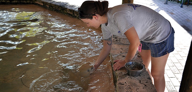 Corrie Williams, 21, feeds the stingrays bait fish Tuesday, July 12 at Mote. Williams recently graduated from Santa Fe College in Gainesville, FL with a degree in zoo science and will be an intern at Mote for 6 months.
