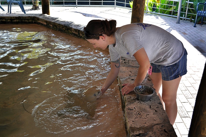 Corrie Williams, 21, feeds the stingrays bait fish Tuesday, July 12 at Mote. Williams recently graduated from Santa Fe College in Gainesville, FL with a degree in zoo science and will be an intern at Mote for 6 months.