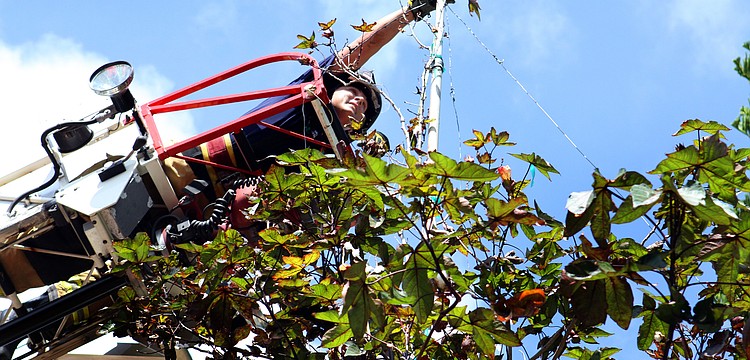 Jason Berzowski of Longboat Key Fire and Rescue prepares to drop the tape measure from the top of the cotton plant down to the ground Friday, July 15 at Casa del Mar.