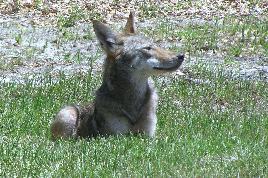 Lakewood Ranch resident Paul Goodwin spied this coyote visiting the preserve on Beechmont Terrace. "After taking a rest, he sniffed around and then walked into the preserve," Goodwin says.