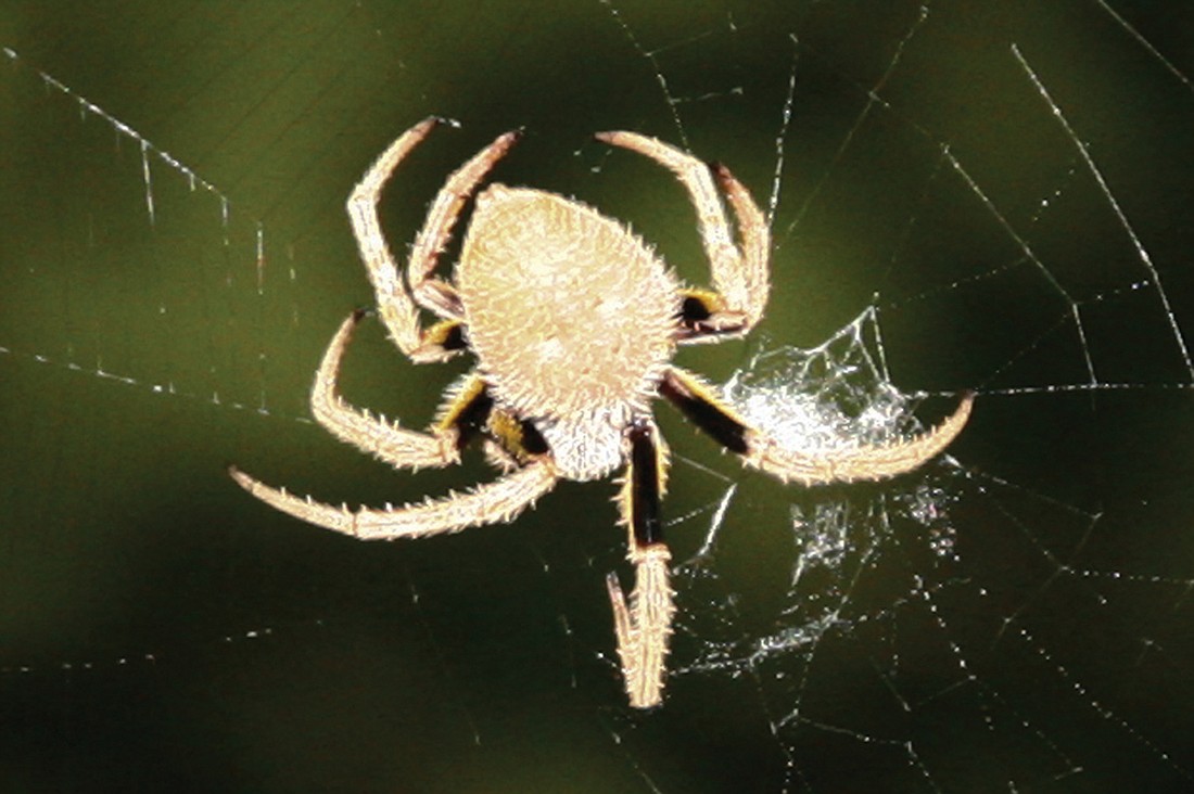 Mote Ranch resident Cathy Waller submitted this photo of an amazing arachnid that took up residence outside her home. She snapped the photo during the Super Moon March 19.