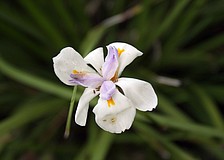 African iris