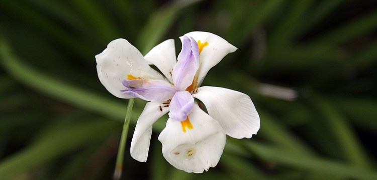 African iris