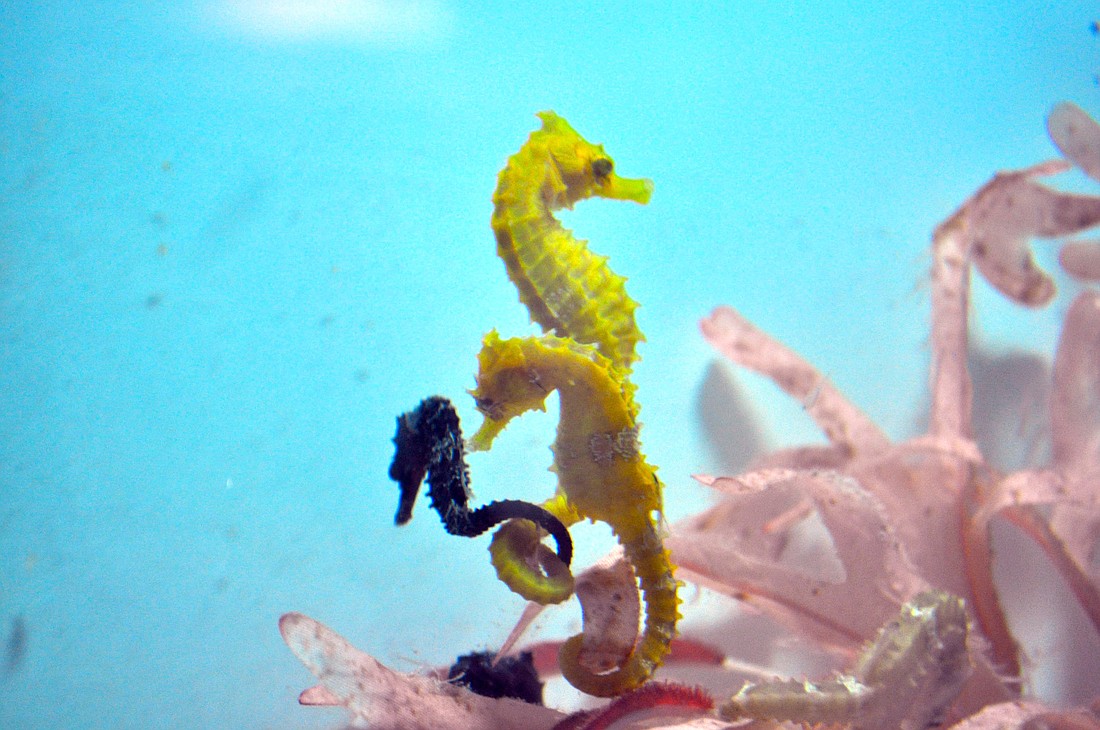Mote's Seahorse Conservation Laboratory raises lined seahorses, as well as pygmy seahorses.