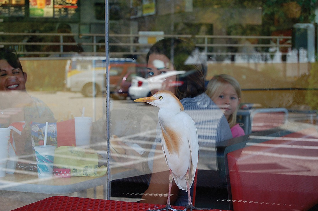The cattle egret appears to try to guilt customers inside a McDonaldÃ¢â‚¬â„¢s into feeding it by staring at them through the window. The bird has been meeting great success with its ploy.