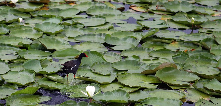A common moorhen enjoyed cooling off Tuesday, August 9 in the pond next to the tennis courts at Payne Park. Many different types of birds have found food, water and camaraderie in the ponds over in Payne Park.