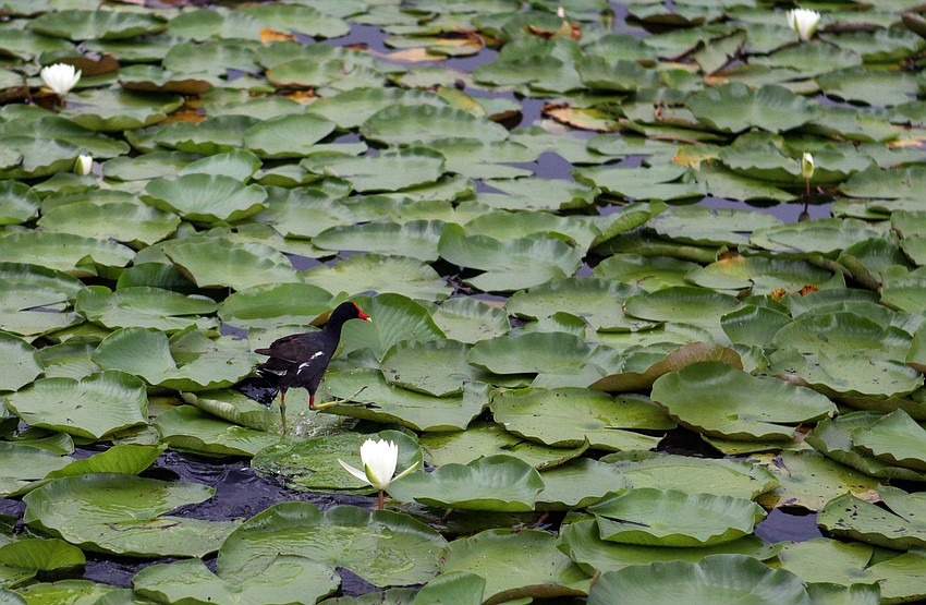 A common moorhen runs across the lily pads in the pond by the Payne Park tennis courts.