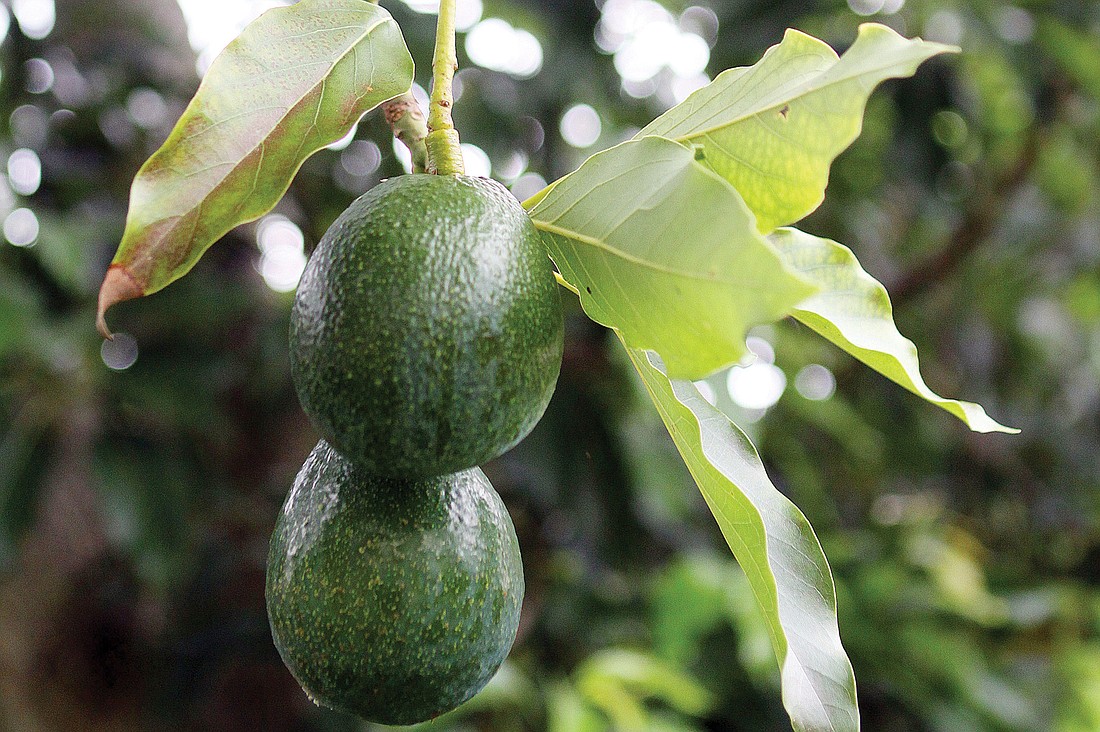 The large avocado tree is full of fresh avocados that will soon be ready to be picked.