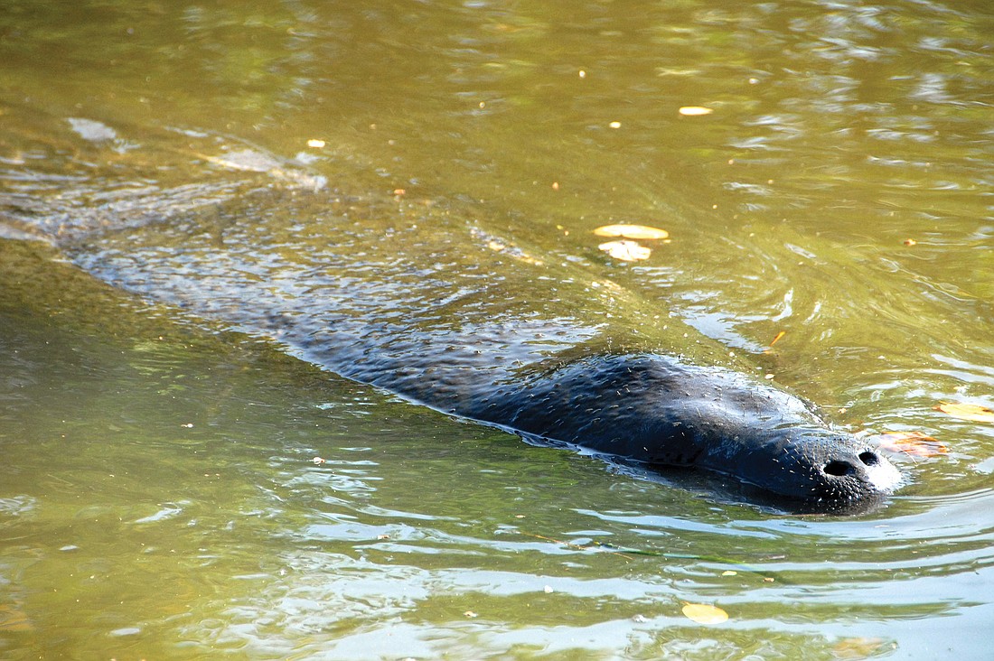 Key residents long have spotted individual manatees in the Grand Canal. Photo by Rebecca Wild Baxter.