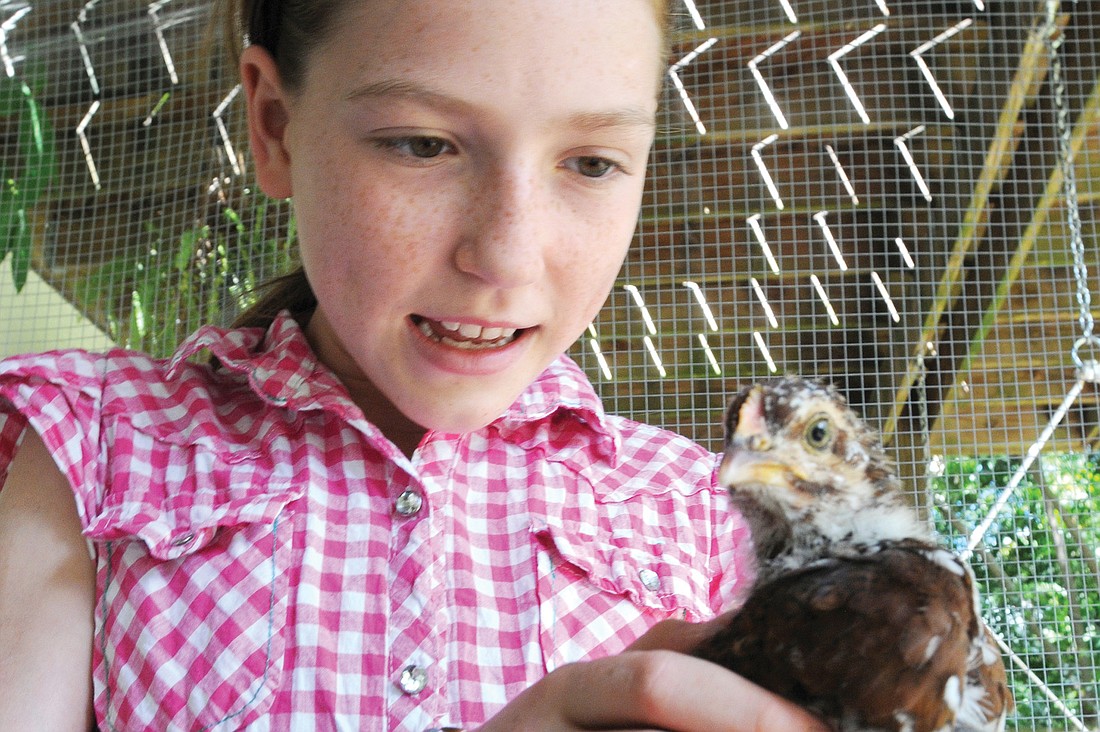 Sophie Williamson in the chicken coop in her familyÃ¢â‚¬â„¢s backyard. Photos by Rebecca Wild Baxter.