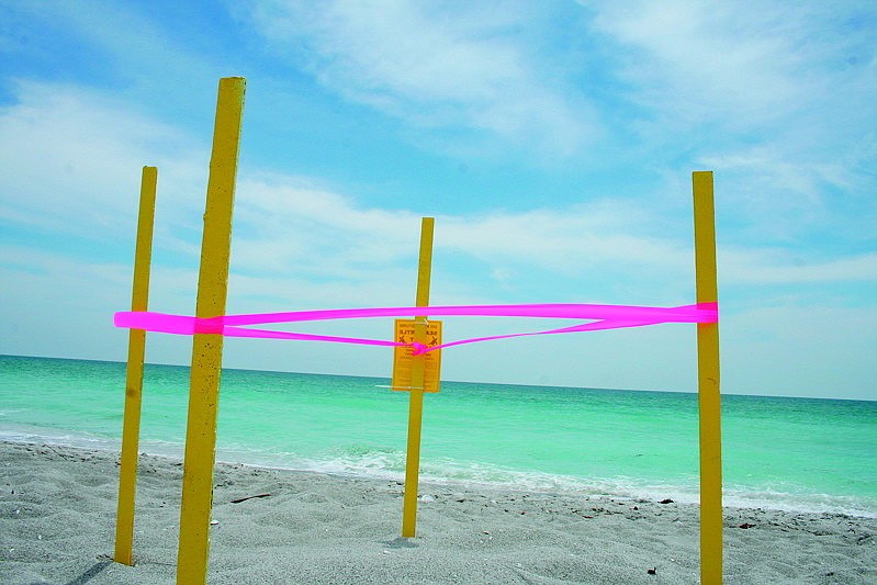 A turtle nest at Sea Club, 4141 Gulf of Mexico Drive, will be opened Monday, Aug. 22.