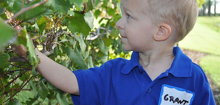 Grant Bouck, 3, was amazed when a grape fell off the vine at his touch.