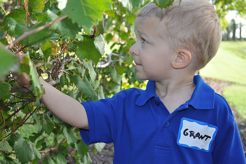 Grant Bouck, 3, was amazed when a grape fell off the vine at his touch.